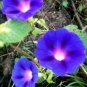 Morning Glory 8x10