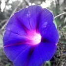 Morning Glory 8x10
