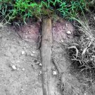 Grass Root Tree 4x6 print