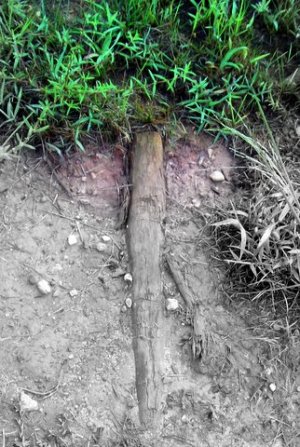 Grass Root Tree 5x7 print