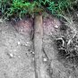 Grass Root Tree 5x7 print