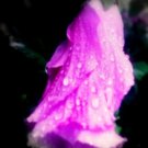 A Dewy Morning Flower 5x7 print
