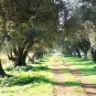Extra Virgin Olive Oil