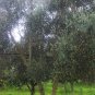 Extra Virgin Olive Oil