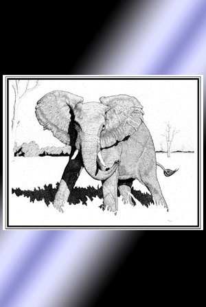 Bull Elephant