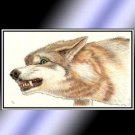 Colored Pencil Wolf