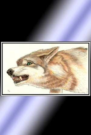 Colored Pencil Wolf