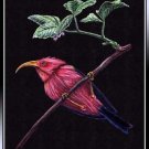 Colorful Bird
