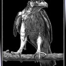 Hawk