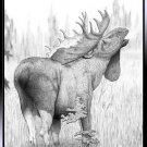 Moose In The Fog
