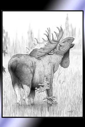 Moose In The Fog