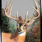 Whitetail
