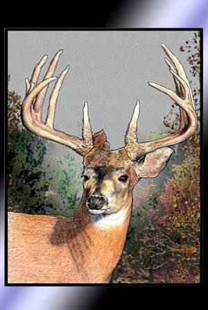 Whitetail