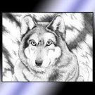 Winter Wolf