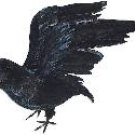 Crow - Open Winged