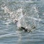 Black Turbo Tailed Teaser Bird Saltwater Fishing Trolling Lure Tackle