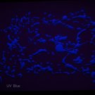 2oz Blue Blacklight Reactive Fluorescent Acrylic Paint