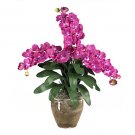 Triple Stem Vanda - Beauty