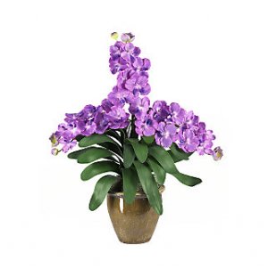Triple Stem Vanda - Purple