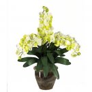 Triple Stem Vanda - White