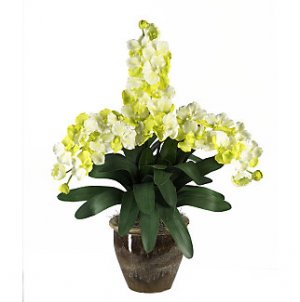 Triple Stem Vanda - White