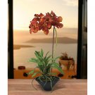 Vanda w/Black Ceramic Vase