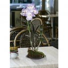 Vanda w/Black Circle Dish