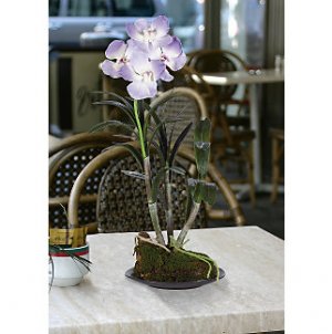 Vanda w/Black Circle Dish