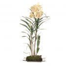 Vanda w/Black Rectangle Dish