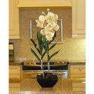 Vanda W/Classic Black Vase - Green Peach