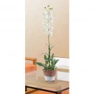 White Dendrobium w/White Wash Pot