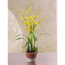 Yellow Dancing Lady w/White Wash Pot