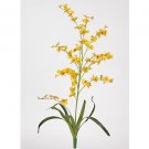 Dancing Lady Silk Orchid Flowers-Yellow