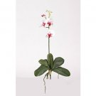 Mini Phalaenopsis Silk Orchid Flowers-White Dubonet