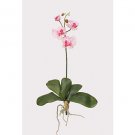 Mini Phalaenopsis Silk Orchid Flowers-White Pink