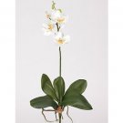 Mini Phalaenopsis Silk Orchid Flowers-White Yellow