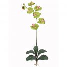 Phalaenopsis Orchid Silk Flowers-Green