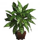 Silver King w/Wood Vase Silk Plant