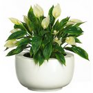 Spathyfillum w/White Vase Silk Plant