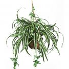 Spider Silk Hanging Basket
