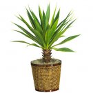 Spiky Agave w/Basket Silk Plant