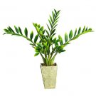 Zamioculcas w/Vase Silk Plant