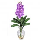 Vanda Liquid Illusion - Purple