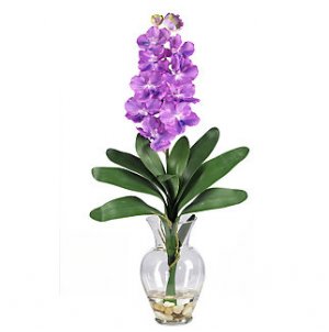 Vanda Liquid Illusion - Purple