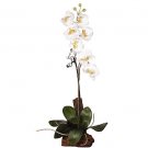 Phalaenopsis Orchid with Root Base
