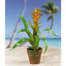 Potted Star Bromeliad - Orange & Peach
