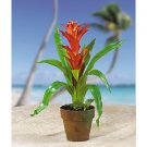 Potted Star Bromeliad - Orange & Red