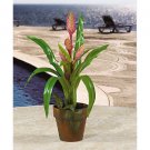 Potted Sword Bromeliad - Muave