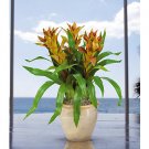 Triple Star Bromeliad Silk Arrangement - Orange Peach