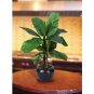 22" Banana Silk Palm Tree w/Black Vase
